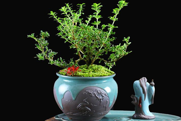 為什么六月雪不開花，以下5種原因都會導(dǎo)致它不開花