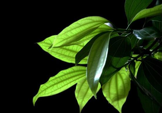 平安樹圖片大全，凈化空氣，矯正異味