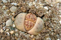 生石花干癟萎縮怎么辦，及時(shí)的找到原因并處理