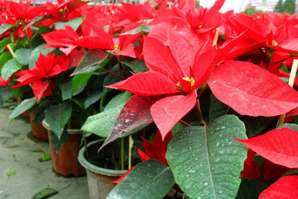 一品紅冬天怎么養(yǎng)，保證環(huán)境溫度不低于10℃