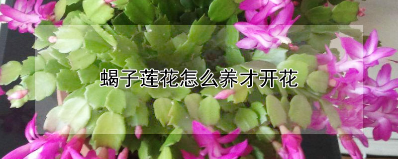 蝎子蓮花怎么養(yǎng)才開花