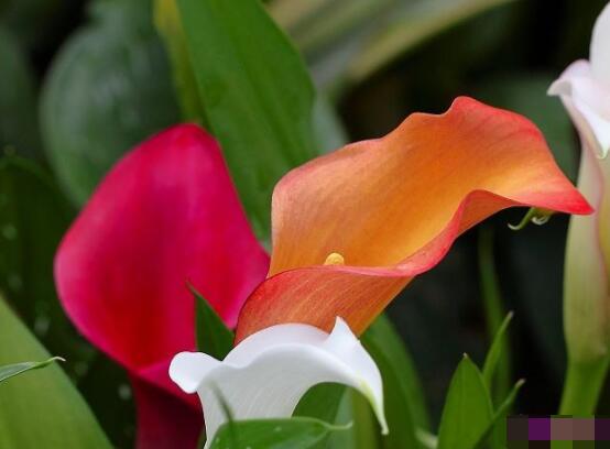 馬蹄蓮的養(yǎng)殖方法圖解，老農(nóng)總結(jié)六點(diǎn)最實(shí)用的基本方法