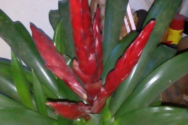 鴻運(yùn)當(dāng)頭葉子枯萎了怎么辦