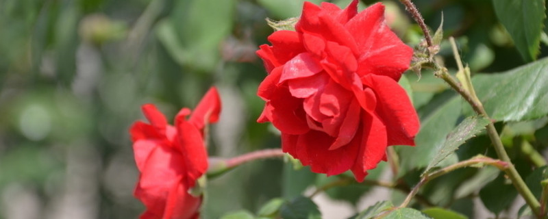 薔薇花繁殖方法和注意事項(xiàng)