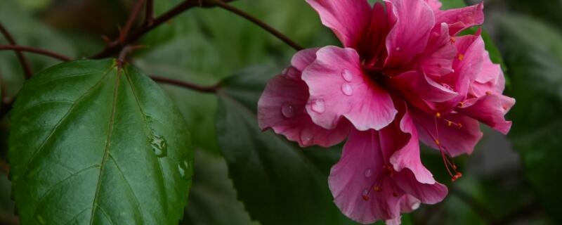 新買的扶?；ㄔ鯓泳徝? data-vqMc=