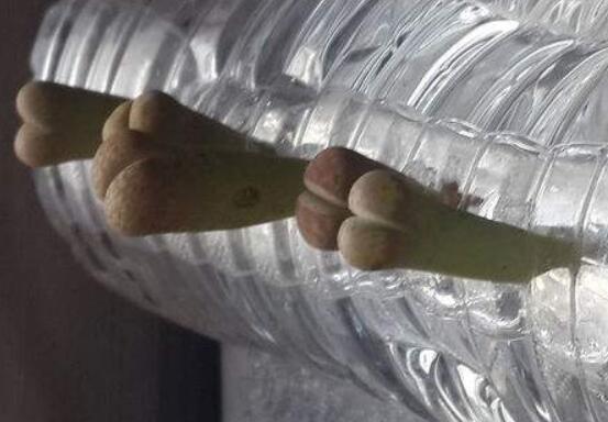 生石花怎么水培，教你四個基本步驟快速水培生根