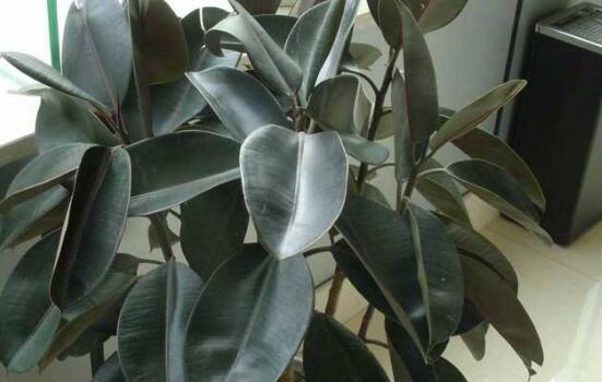 橡皮樹怎么養(yǎng)，牢記七個(gè)步驟就可養(yǎng)好