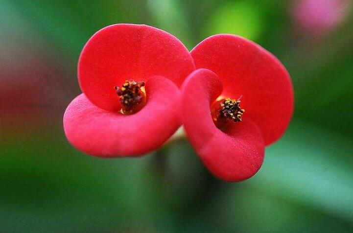 虎刺梅能放臥室嗎，不適合放置的4種原因