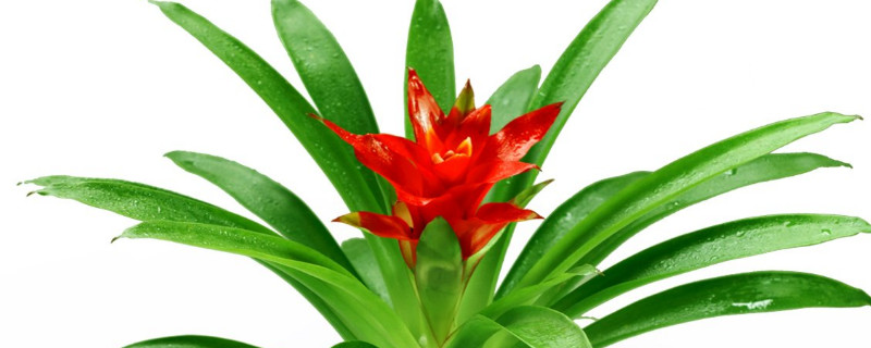 鴻運當(dāng)頭冬天好養(yǎng)嗎