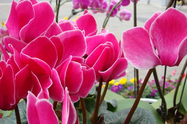 仙客來(lái)冬天怎么養(yǎng)