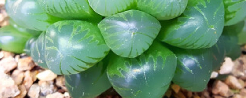 水晶玉露花語是什么