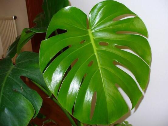 家里養(yǎng)龜背竹好嗎，吸收甲醛、凈化空氣、招財增壽