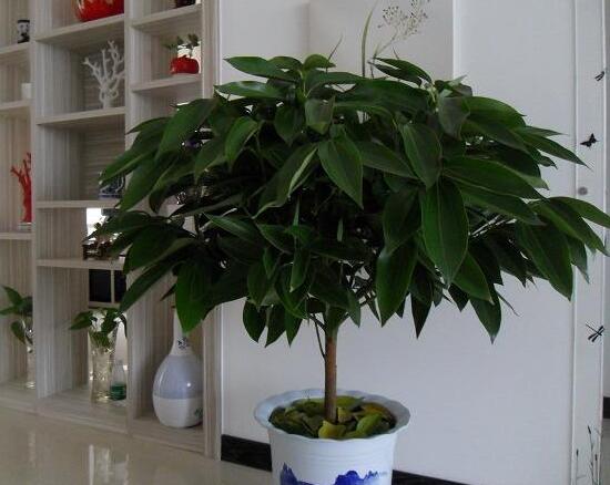 平安樹好養(yǎng)嗎，教你簡(jiǎn)單四種養(yǎng)殖方法/闔家幸福、萬事如意