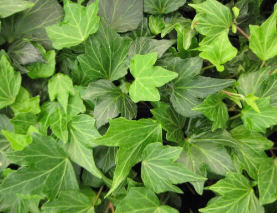 常春藤晚上能放臥室嗎，能/凈化空氣、舒緩身心、擋煞驅(qū)煞