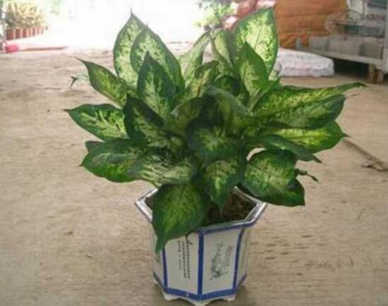 萬年青怎么繁殖，萬年青扦插方法圖解