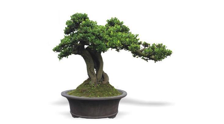 玉樹用什么土壤，最好使用沙土栽種