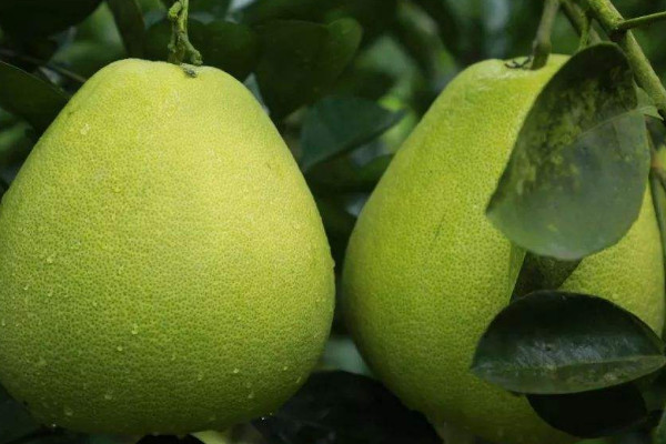 柚子樹幾年開花結(jié)果