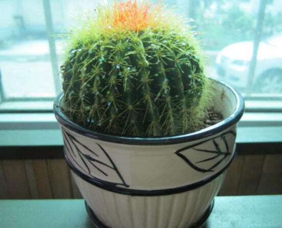 小仙人球的養(yǎng)殖方法和注意事項，老農(nóng)詳解七大最有效養(yǎng)殖方法