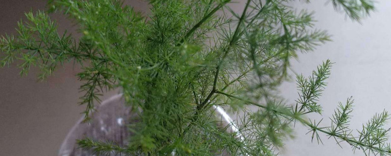 怎樣促使文竹多發(fā)新芽