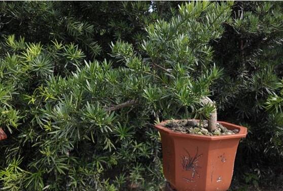 羅漢松什么品種最好，盤點(diǎn)最珍貴且珍稀四種品種