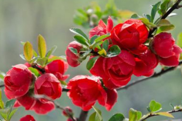 長壽冠海棠的養(yǎng)護(hù)管理