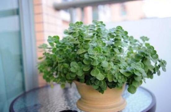 碰碰香能吃嗎，可食/泡茶泡酒香味濃郁、美味可口