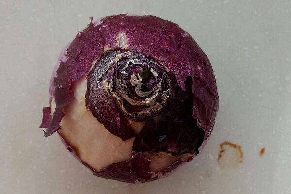 風(fēng)信子花謝了怎么處理，花謝了不要丟、保留種球來年還可以開花