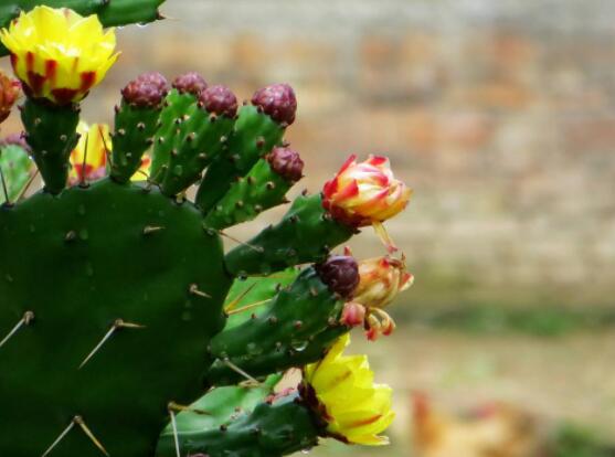 仙人掌幾年開花一次，短則3-5年開花/長則十幾年
