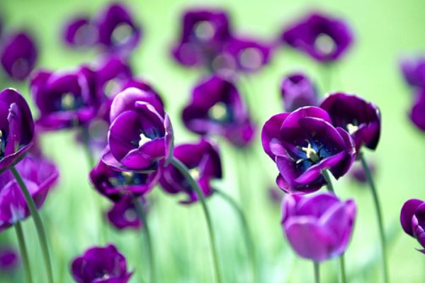 紫羅蘭花為什么長(zhǎng)很長(zhǎng)都不開(kāi)花