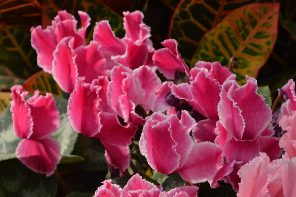 仙客來秋季怎么施肥