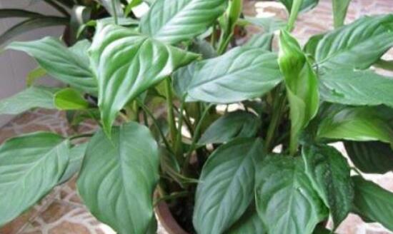 萬年青的作用，凈化空氣、利尿、解毒