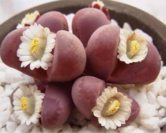 生石花移植方法，做好六點基本步驟成功率百分百