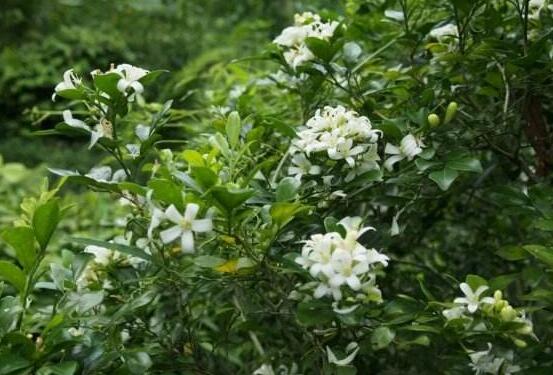 九里香盆栽的功效與作用，制作香精、活血化瘀