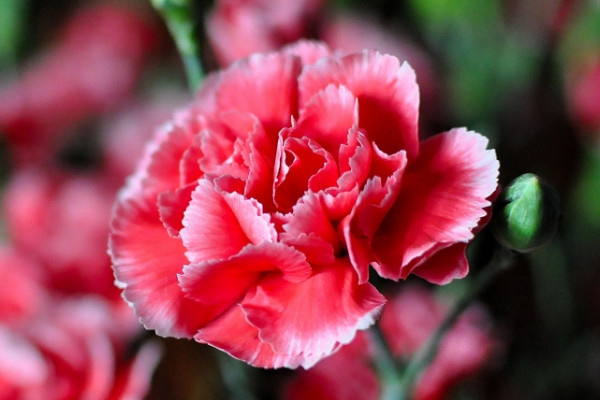 康乃馨長(zhǎng)得很細(xì)怎么辦