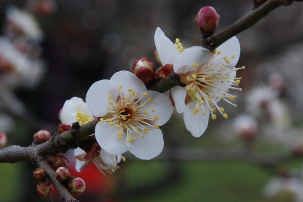 梅花冬天開(kāi)嗎