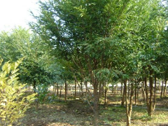 紅豆杉掉葉子是什么原因，六大辦法恢復茂盛