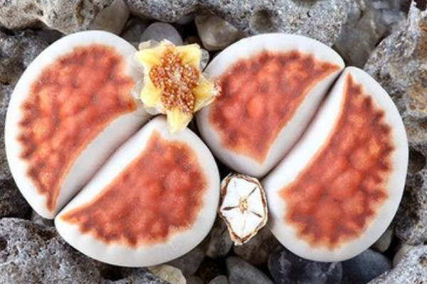 生石花怎么過(guò)冬