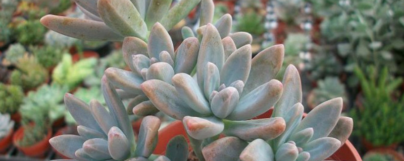 秋麗秋天怎么養(yǎng)