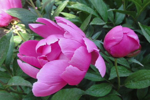 芍藥根種下多久發(fā)芽