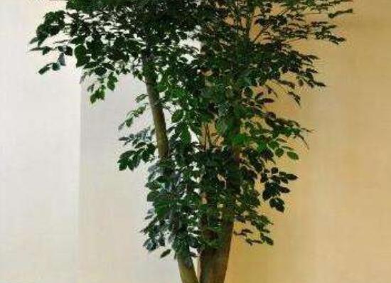 幸福樹種子怎么種，教你六大簡單步驟即可學(xué)會(huì)