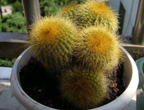 仙人球的作用與功效，美化環(huán)境、凈化空氣