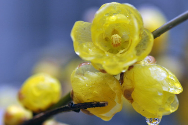 藍(lán)色臘梅是染色的嗎