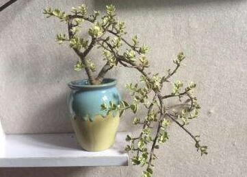 雅樂之舞常見病蟲害及防治方法，“知根知底”防治病蟲害