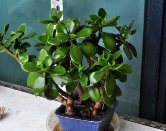 玉樹(shù)燕子掌怎么區(qū)分，主要從葉和花序上辨別