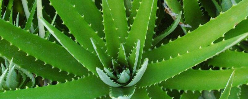 蘆薈越長(zhǎng)越高怎么辦