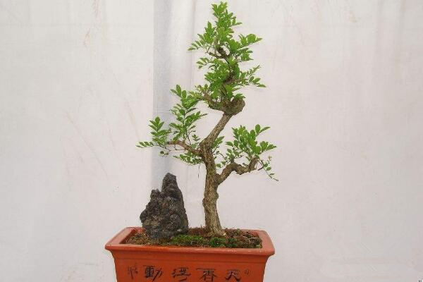 九里香盆景怎么養(yǎng)，確保九里香爆盆的5大要點(diǎn)