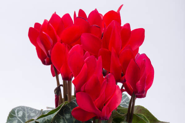 農(nóng)村家中該怎么水培仙客來(lái)