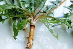 蒲公英的病害防治，常見(jiàn)病害以及防治方法