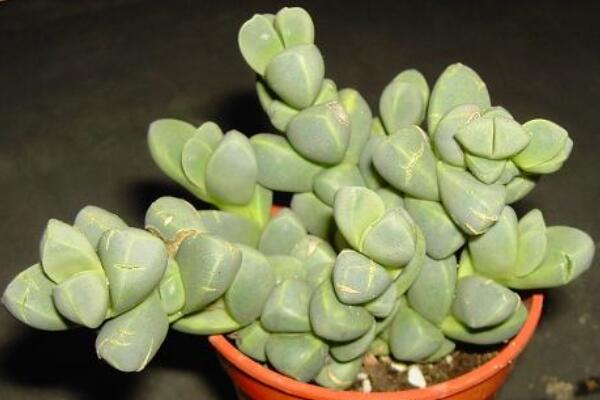 碧玉蓮的養(yǎng)護(hù)方法，做好五個(gè)方面的管理