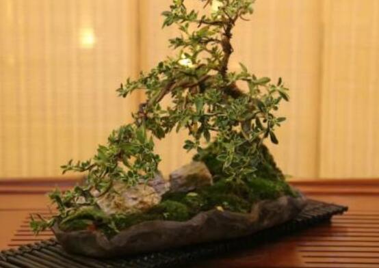 六月雪造型方法，蓄木截干法/剪扎結合法(美觀)